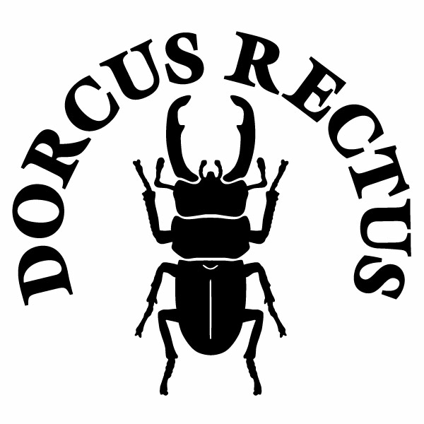コクワガタ Ver.038 カッティングステッカー ミニサイズ 3枚組 幅約11.5cm×高約10.5cm DORCUS RECTUS ハンドメイド