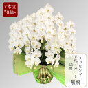 胡蝶蘭 【大輪7本立ち70輪以上】 写真配信あり 花上相柄札・豪華ラッピング無料 【お祝い プレゼント 花 贈り物 開店 開院 開業 移転 就任 昇進 お供え 受職 退職 栄転 合格 当選 周年 進発 還暦 古稀】