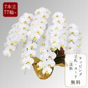 胡蝶蘭 【大輪7本立ち77輪以上】 写真配信あり 花上相柄札・豪華ラッピング無料 【お祝い プレゼント 花 贈り物 開店 開院 開業 移転 就任 昇進 お供え ...