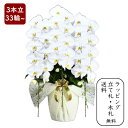 胡蝶蘭 【大輪3本立ち33輪以上】 写真配信あり 花上相柄札・豪華ラッピング無料 【お祝い プレゼント 花 贈り物 開店 開院 開業 移転 就任 昇進 お供え ...