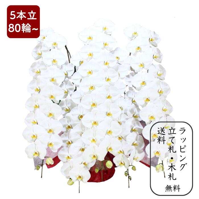 胡蝶蘭 【大輪5本立ち80輪以上】 写真配信あり 花上相柄札・豪華ラッピング無料 【お祝い プレゼント 花 贈り物 開店 開院 開業 移転 就任 昇進 お供え 受職 退職 栄転 合格 当選 周年 進発 還暦 古稀】