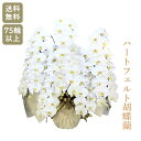 ハートフェルト胡蝶蘭園 白大輪 5本立75輪以上 【お祝い プレゼント 花 贈り物 開店 開院 開業 移転 就任 昇進 お供え 受職 退職 栄転 合格 当選 周...