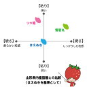 お米 10kg つや姫 特別栽培米 山形県 令和5年産 送料無料（一部地域を除く） 精白米 3