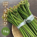 わらび 1kg 山形県小国町産 天然山菜