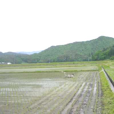 令和6年産 山形県産 特別栽培米（減化学肥料・減農薬） コシヒカリ 5kg 遠藤五一さん作