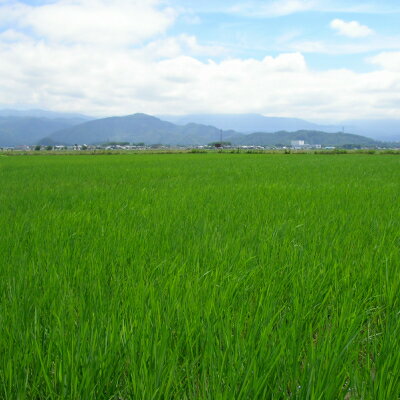令和5年産 滋賀県産 特別栽培米（減化学肥料・減農薬） ミルキークイーン 2kg 吉田和博さん作 2