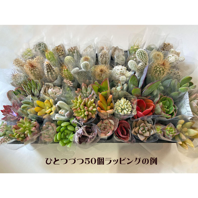 �ߥ˥����������ѥ�åԥ�