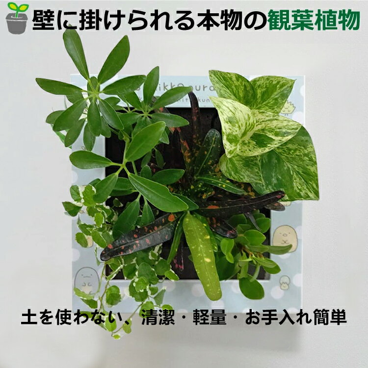 観葉植物 壁掛け植物 ミドリエ 本物 リビング 壁飾り 室内 新築 自宅オフィス インテリア ミドリエデザイン ペペロミア ドラセナ サンデリアーナ 玄関 土を使わない パフカル苗 交換苗　 癒やし セット 5苗 プレゼント ギフト DEAL