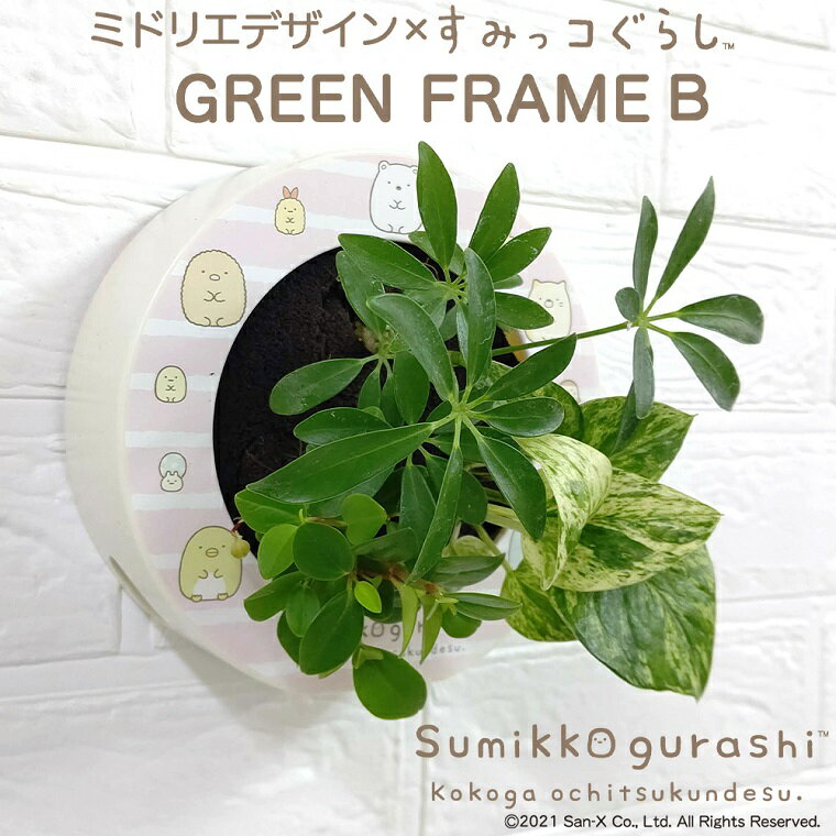 楽天市場】観葉植物（種類（植物）ドラセナ（幸福の木））の通販