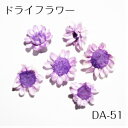 ドライフラワー DA-51　薄紫系　小分け