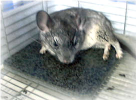 ストーンベッドMの紹介画像3