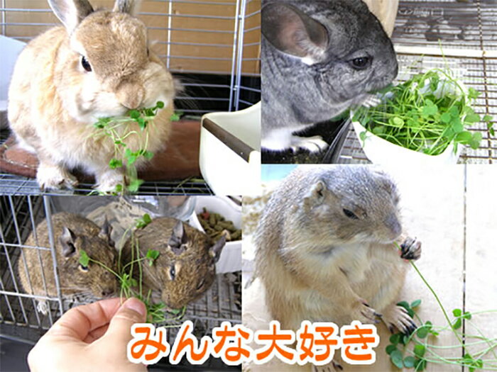 �٥ӡ��������С��ե������3�ĥ��åȡ�1�Ĥ�����495�ߡ�