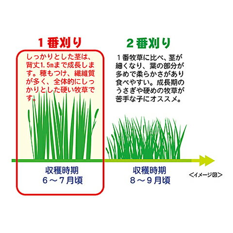 �̳�ƻ�ե������ȥ��⥷��600g