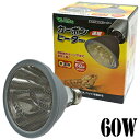 ԊOMq[^[ J[{q[^[60W/঒ ۉ g[ ΍ h RP-116 roA Vivaria