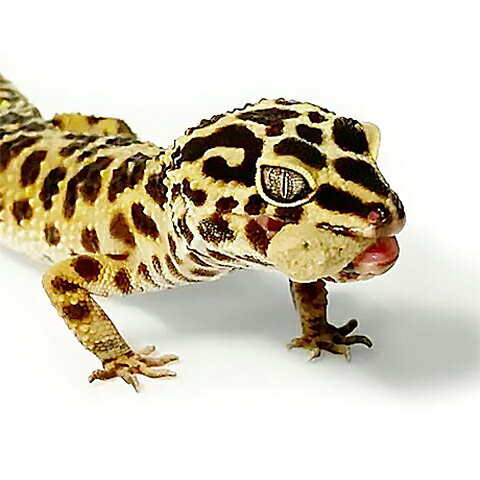 レオパドライ 200g