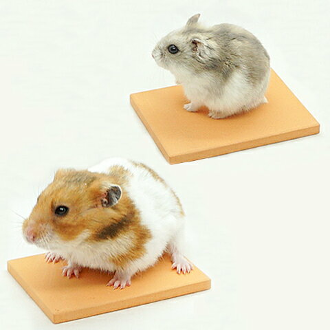 �ڥ����ȥ�å� ����������������������� ���ä����ץ졼��