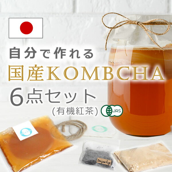 コンブチャ キット スコビー スコービー 紅茶きのこ 紅茶キノコ マザー こんぶ茶 kombucha 腸活 菌 菌..