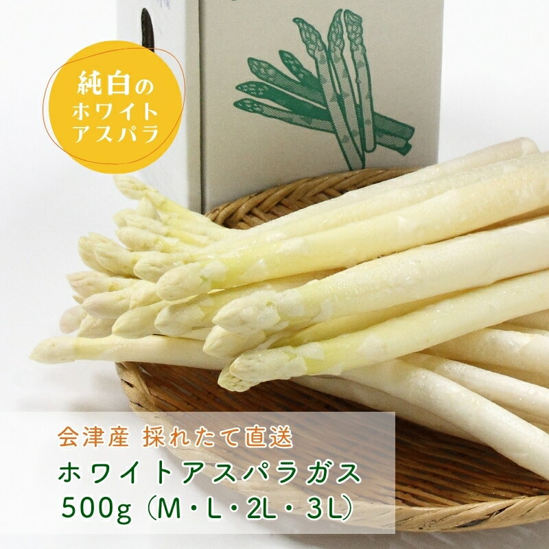 会津産 ホワイトアスパラガス [500g] M・L・2L・3Lサイズ (長さ25?26cm) 国産 産直 野菜 旬 産地直送 お取り寄せ 新鮮 朝採り アスパラ 春野菜 夏野菜 福島 復興 クール便 冷蔵 清水食品 送料無料 (273)