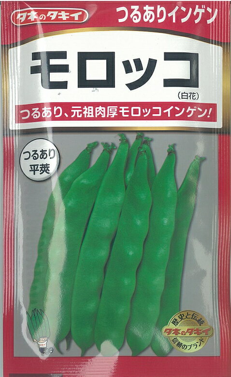 【種】つるありインゲン　モロッコ （S-33）【クーポン配布店舗】