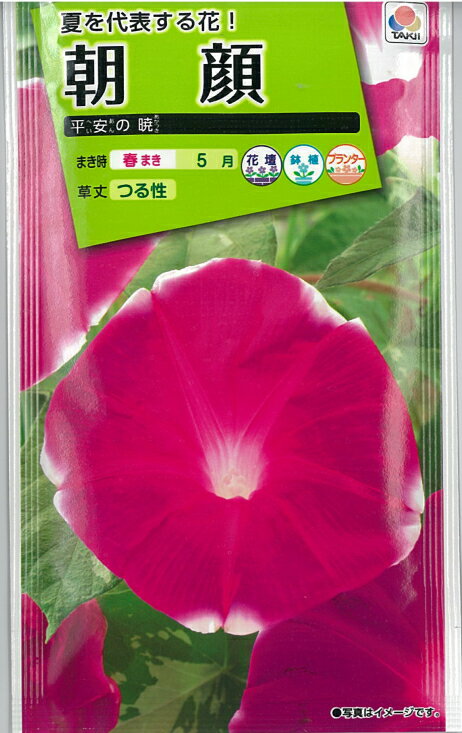 Morning Glory - 【種】朝顔　平安の暁（S-3）【クーポン配布店舗】
