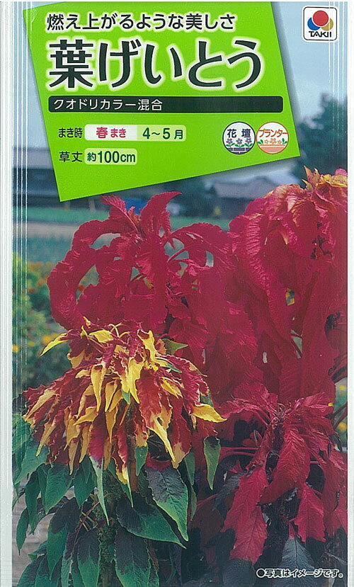 【種】葉げいとう　クオドリカラー混合 (S-20)【クーポン配布店舗】