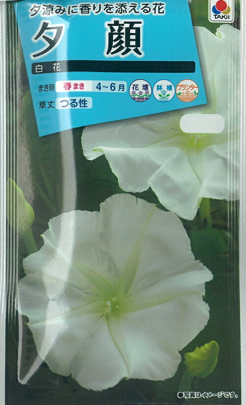 【種】夕顔　白花 (S-74)【クーポン配布店舗】