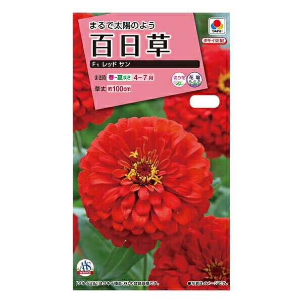 Other - 【種】百日草　F1レッドサン（S-26）【クーポン配布店舗】