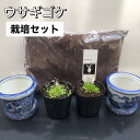 ウサギゴケ ウサギ苔 コケ 苔 飼育 食虫植物 栽培セット 栽培説明書付き 水耕栽培 アクアリウム 苔テラリウム 初心者 の方にも 簡単 に 育てる ことができ...