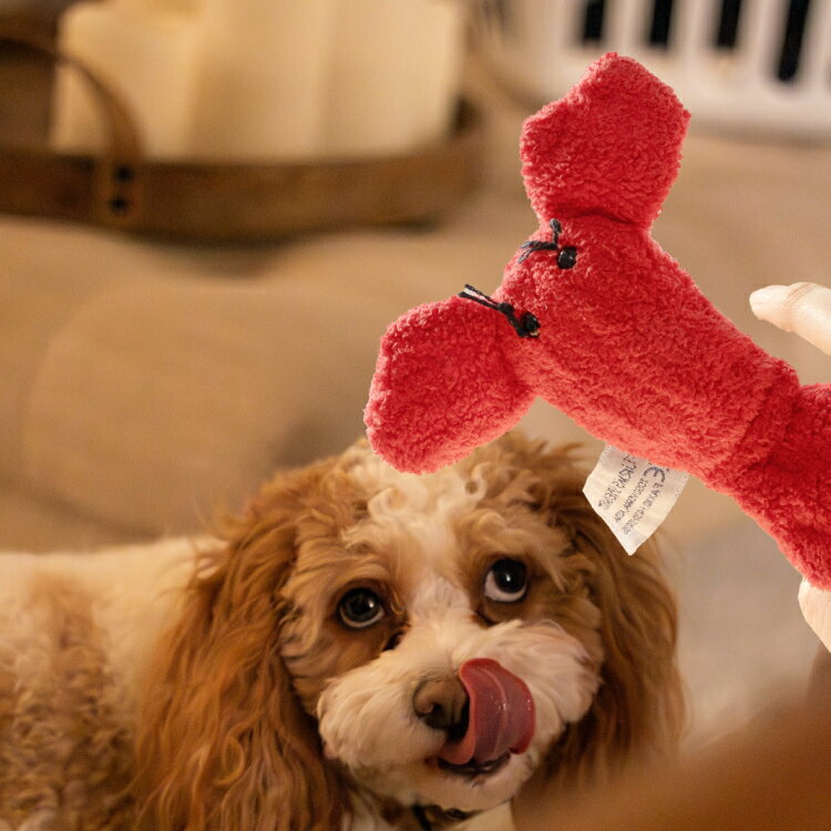 �ڳ�ŷ�����ѡ�SALE 10%OFF�ۻؿͷ� �ѥڥå� / �ե����˥� �ե��󥬡��ѥڥå� ��3�� / �ѥڥåȿͷ� ���ޤޤ��� ���ä�ͷ�� �ͷ��� ���ɤ� ���ձ� �ݰ�� �ꤢ���� ͥ�����꿨�� �ϥ�ɥᥤ�� ��120��100��120mm ���饹 ����� ���� ���襤��