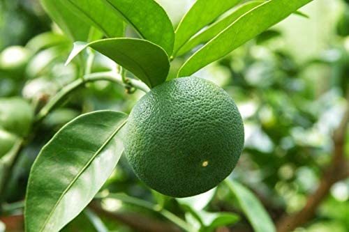 ������̵����JA���� �������̽�100�� 1000ml ��ѥå�����2�ܥ��å�