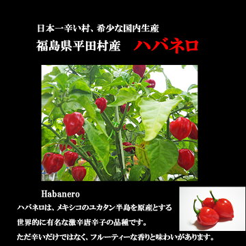 【旨辛!送料無料】高級ブランド伊達鶏の唐揚げ×福島県産ハバネロ500g5ヶ入り4パックレンジ簡単3分温めるだけ!冷凍食品からあげご当地グルメお試しお取り寄せ冷凍から揚げレンチン簡単激辛グルメ冷凍おかず
