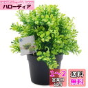 TOSSOW 人工観葉植物 フェイクグリーン 観葉植物 フェイク 造花 ミニ インテリア 小さいユーカリ