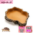 Hitasi 爬虫類両生類飼育ケースアクセサリーお皿 お盆 食器 餌入り水入り 樹脂 ウォーターディッシュ ジェックス フィーディングディッシュ 亀 ヤモリ 水槽 給餌ボウル 爬虫類専用 綺麗で安定 使い易い 飼育ケース内装 爬虫類用品 XS