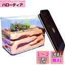 Umora アリの巣 アリ飼育キット 石膏製巣箱 アリ観察キット アリ城 蟻用飼育ケース アリ飼育箱 昆虫 自由研究 観察日記 教育玩具 蟻なし