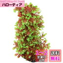 テトラ (Tetra) フレキシブルプラント FP-6 人工水草 アクセサリー 水槽