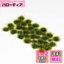 DFsucces 草 ジオラマ素材シリーズ 草むら・草丈10mm 情景コレクション グラス模型 建物モデル 装飾 風景 箱庭 鉄道模型 ジオラマ DIY(3)