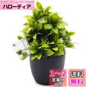 TOSSOW 人工観葉植物 フェイクグリーン 観葉植物 フェイク 造花 ミニ インテリア 世話のいらない 可愛い贈り物 クリスマスツリー