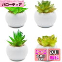 TOSSOW 人工多肉植物 ミニ 人工観葉植物 枯れない インテリア 4点セット 円形 プレゼント