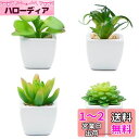 TOSSOW 人工多肉植物 ミニ 人工観葉植物 造花 枯れない インテリア 4点セット 正方形 プレゼント