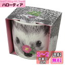 聖新陶芸 通年 家庭菜園 簡単 栽培キット ゆったり育てる ミニバラ 花 栽培セット ( 自由研究 ) 鉢の径9cm HANA&ANIMALS ハリネズミ 母の...