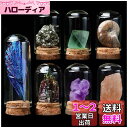 HIGHAWK 岩石標本 天然石 ガラスカバー 鉱石 防塵 置物 オーナメント 展示 標本ボックス テーブル コレクション 地質科学 装飾品 小物(7セットC)