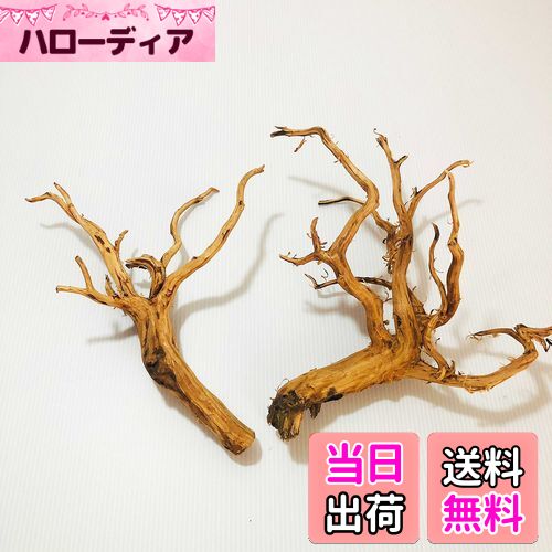 【送料無料】Goldlife 流木 中 Mサイズ 2本セット スマトラウッド インドネシア産 枝流木 アクアリウム テラリウム 水草水槽レイアウト 生け花 スケ...