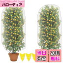 【送料無料】防虫ネット 植物保護カバー 2個セット 保護カバー 防鳥ネット メッシュ巾着式 虫鳥除け網 通気性 引き紐付き 園芸用ネット 植物保護カバー 鳥害対...