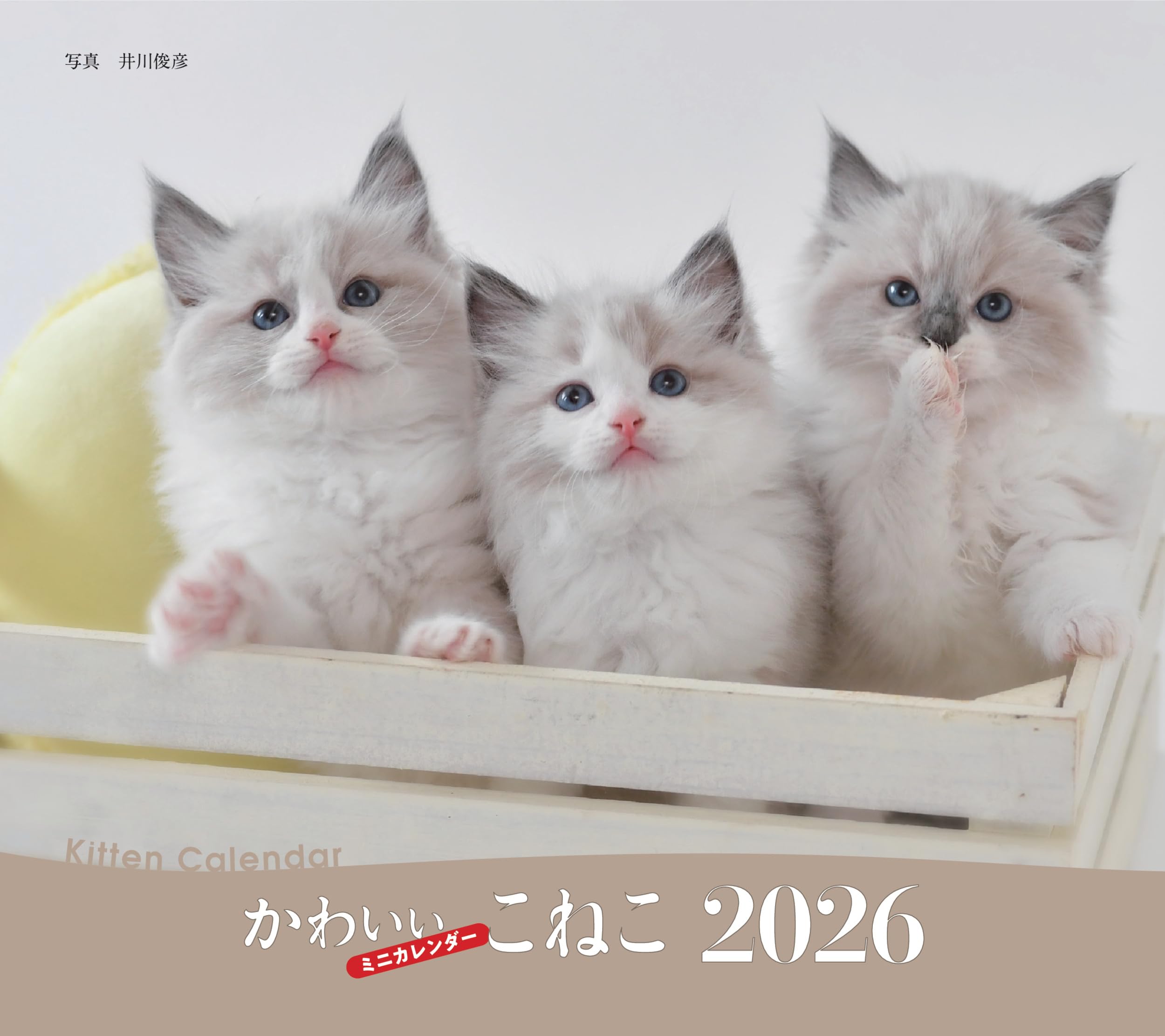 【送料無料】2026年カレンダー かわいいこねこ (誠文堂新光社カレンダー)