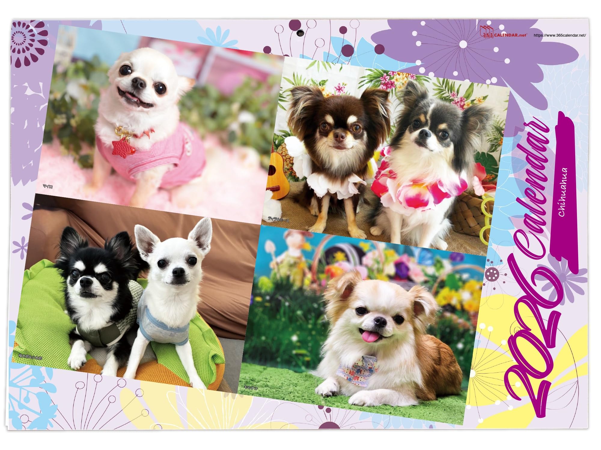 【送料無料】365カレンダー 2026年 チワワ 壁掛け 卓上カレンダー付き 2026-007 色：パープル