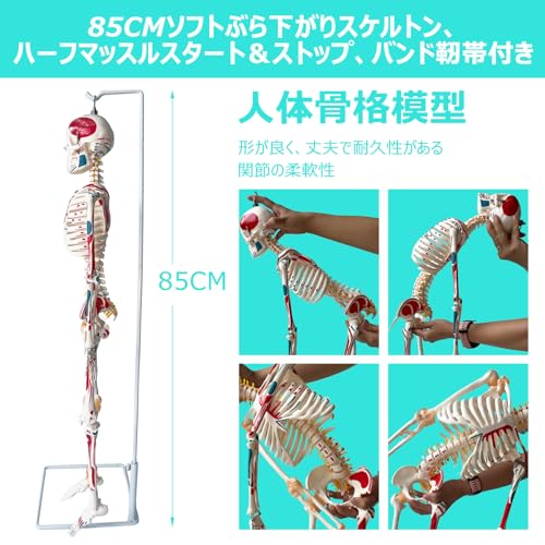 【送料無料】timiland 人体骨格模型 人体模型 2