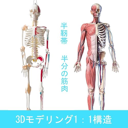 【送料無料】timiland 人体骨格模型 人体模型 3