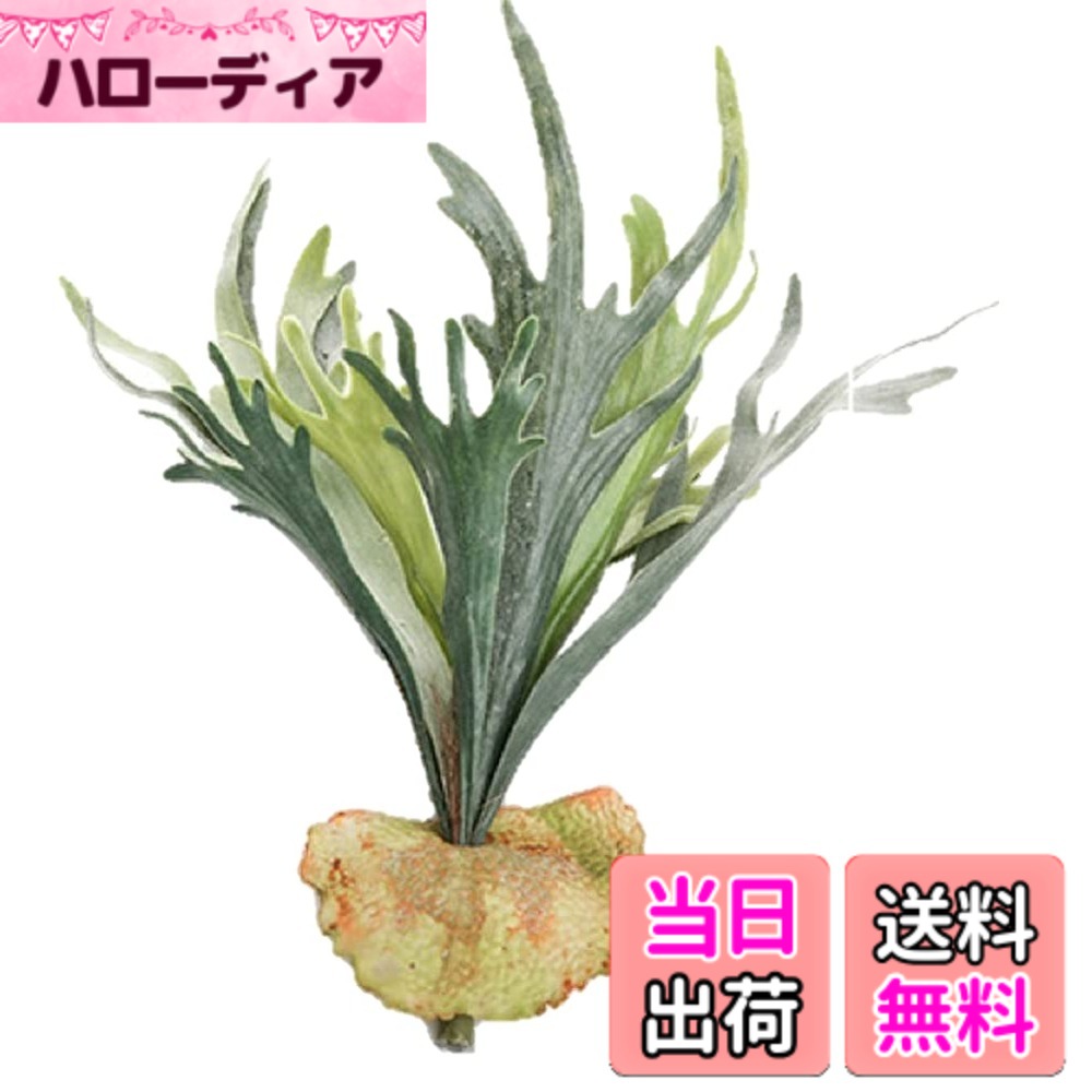 【送料無料】Kugusa エアプランツ エアープランツ 造花 人工 観葉植物 吊り下げインテリア 装飾 フェイクグリーン 色：コウモリラン大
