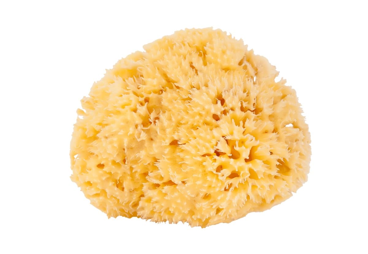 【送料無料】エルヴィグレイス 天然海綿 ボディスポンジ 体洗うスポンジ ハニコム種 【14cm〜16cm】敏..