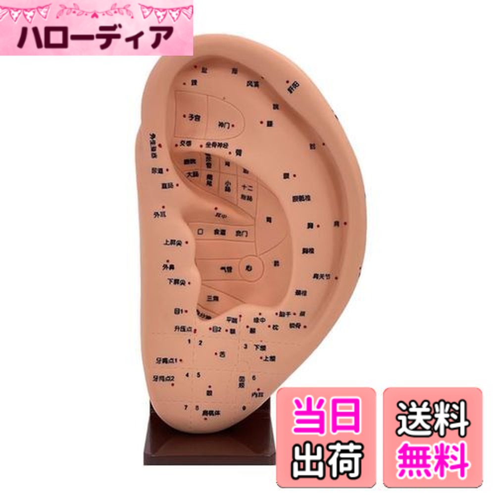 【送料無料】TVETE 耳ツボ 模型 耳 模型 耳つぼ 模型 耳 反射ゾーン 展示用 大きい 直感的 立体的 人体模型 耳 シリコン マニュアル付き 耳のツボモデル 使いやすい 初心者 専門家 耳 モデル 学習用 補助器具 教材 (22cm)